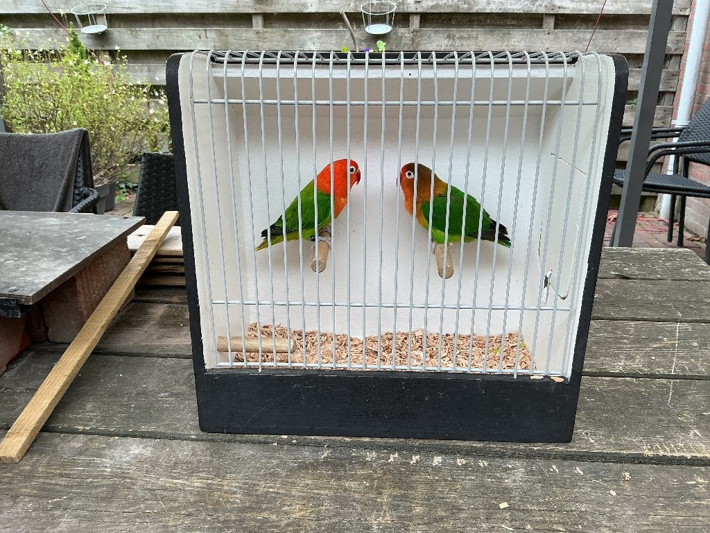 Bewezen koppel Agapornis Fischeri  met DNA, Dieren en Toebehoren, Meerdere dieren, Dwergpapegaai of Agapornis, Geringd
