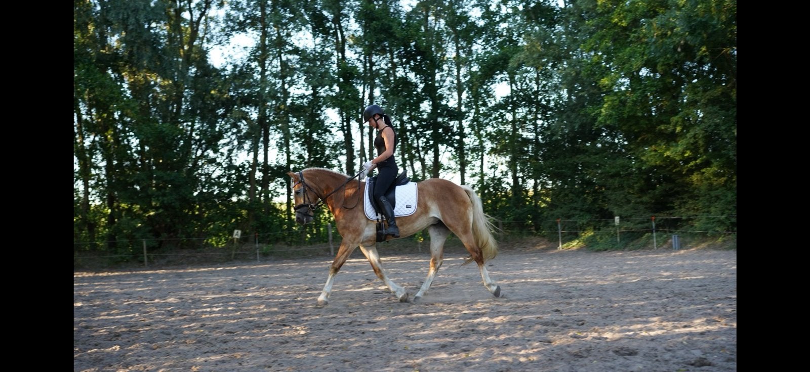 Mooie sportieve haflinger merrie, Merrie, E pony (1.48m - 1.57m), Met stamboom, 3 tot 6 jaar