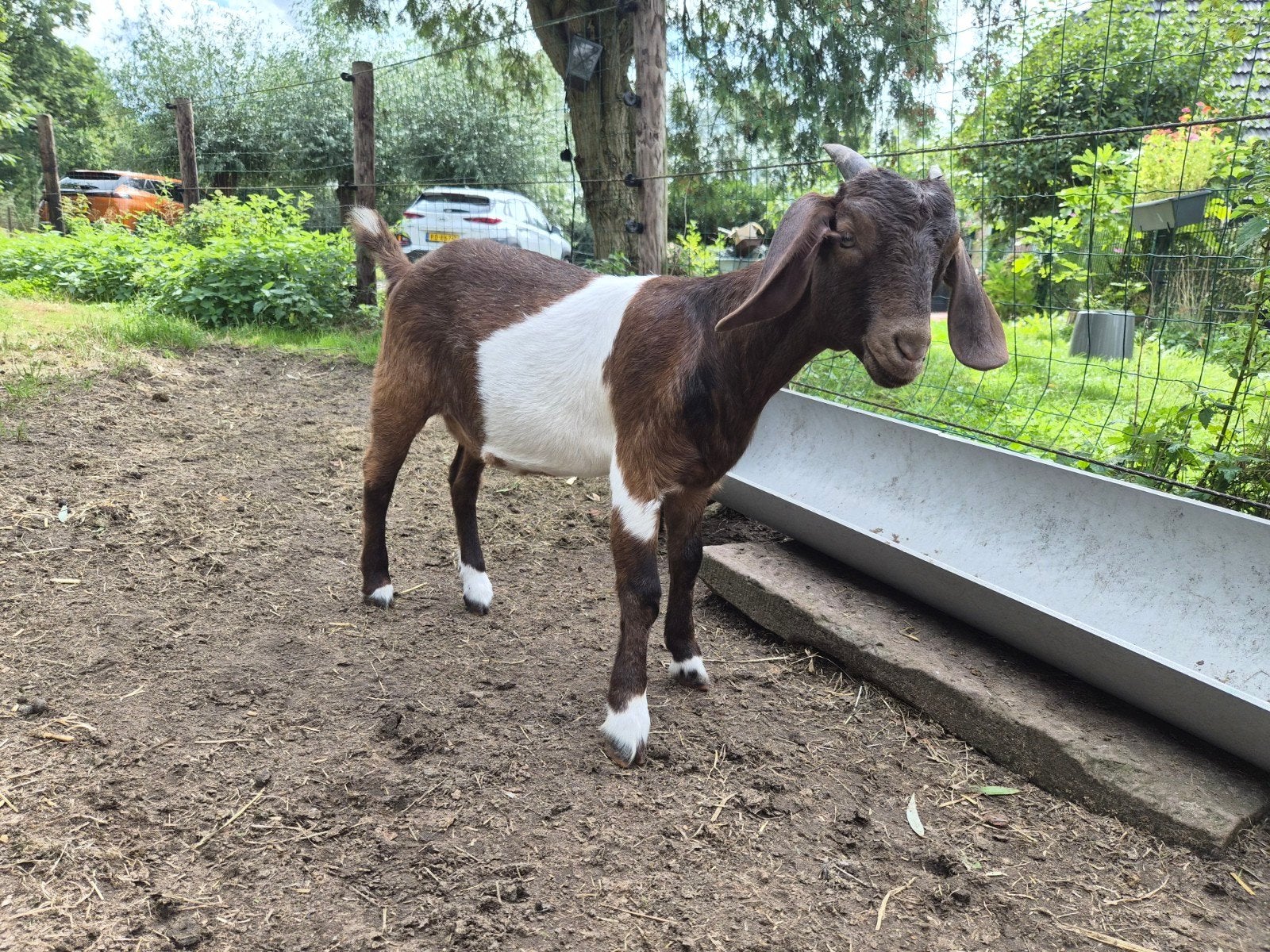 Boergeit van mei dit jaar., Vrouwelijk, Geit, 0 tot 2 jaar