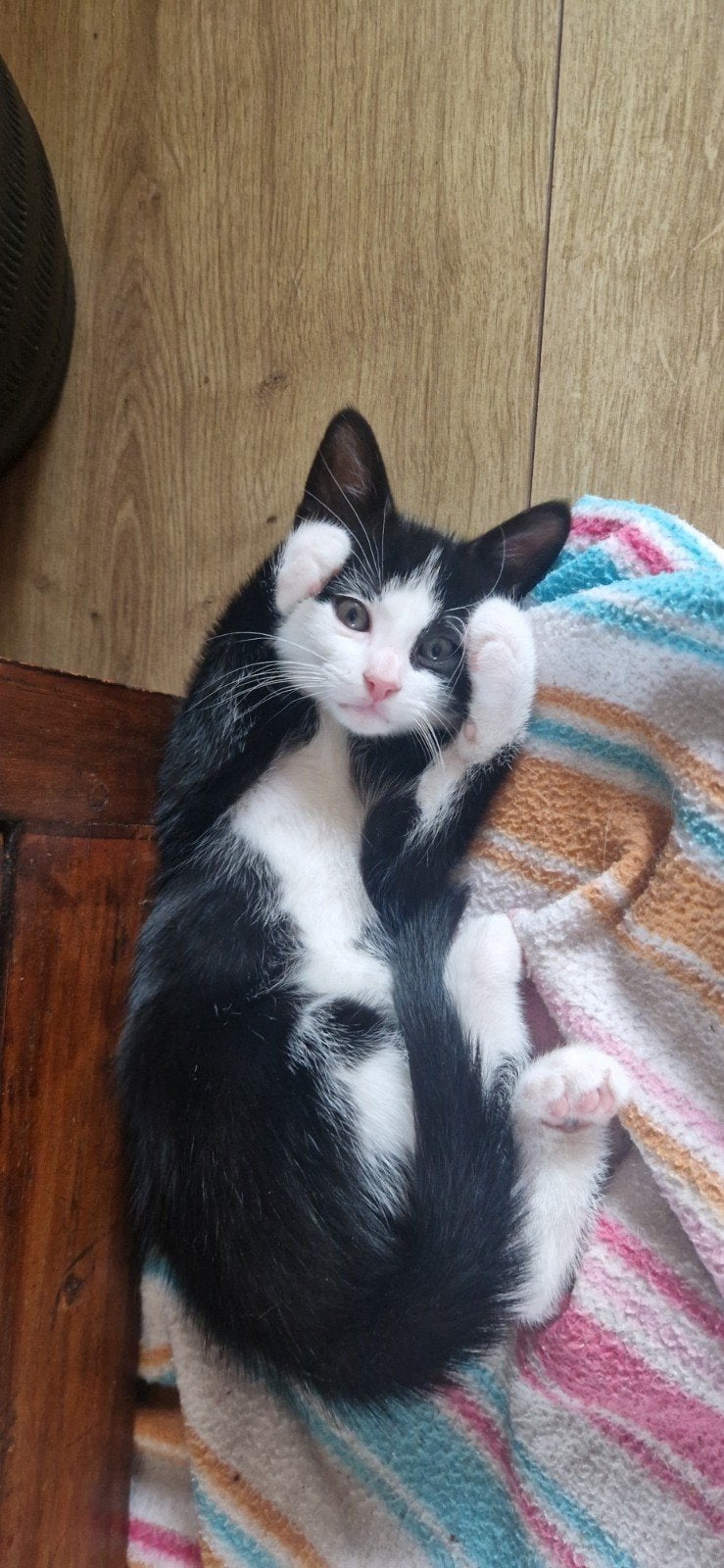 Kittens, Meerdere dieren