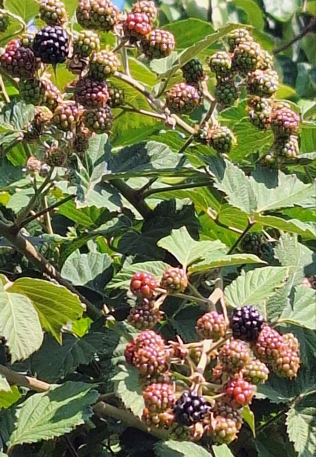 Braamplanten  stekjes, Ophalen, Minder dan 100 cm, Overige soorten, Zomer