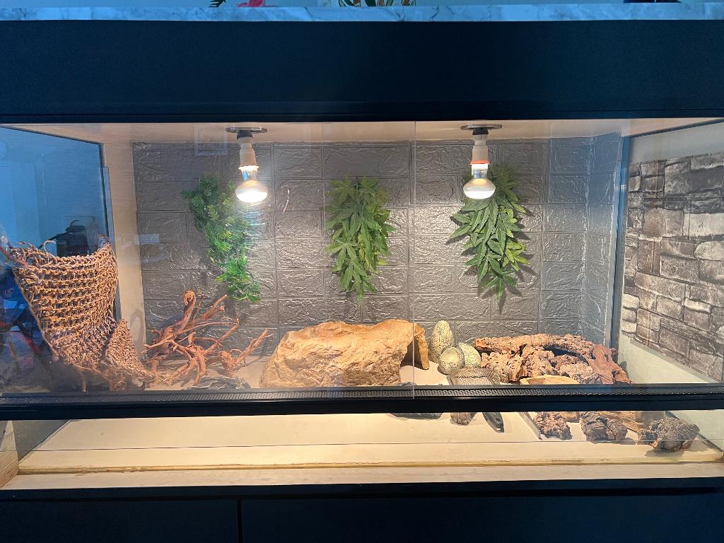 Terrarium 120x65x70 compleet ingericht, Dieren en Toebehoren, Ophalen, Gebruikt, Terrarium of Paludarium