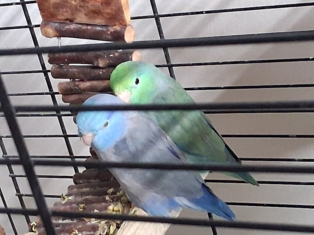 Forpus forpussen muspapegaai koppel, Dieren en Toebehoren, Vogels | Parkieten en Papegaaien, Meerdere dieren, Parkiet, Tam