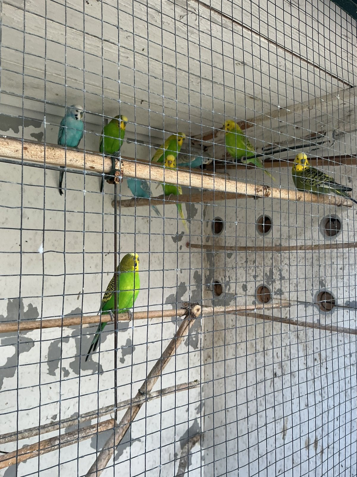 9 Grasparkieten (in 1 koop) + kooi, Dieren en Toebehoren, Vogels | Parkieten en Papegaaien, Meerdere dieren, Parkiet