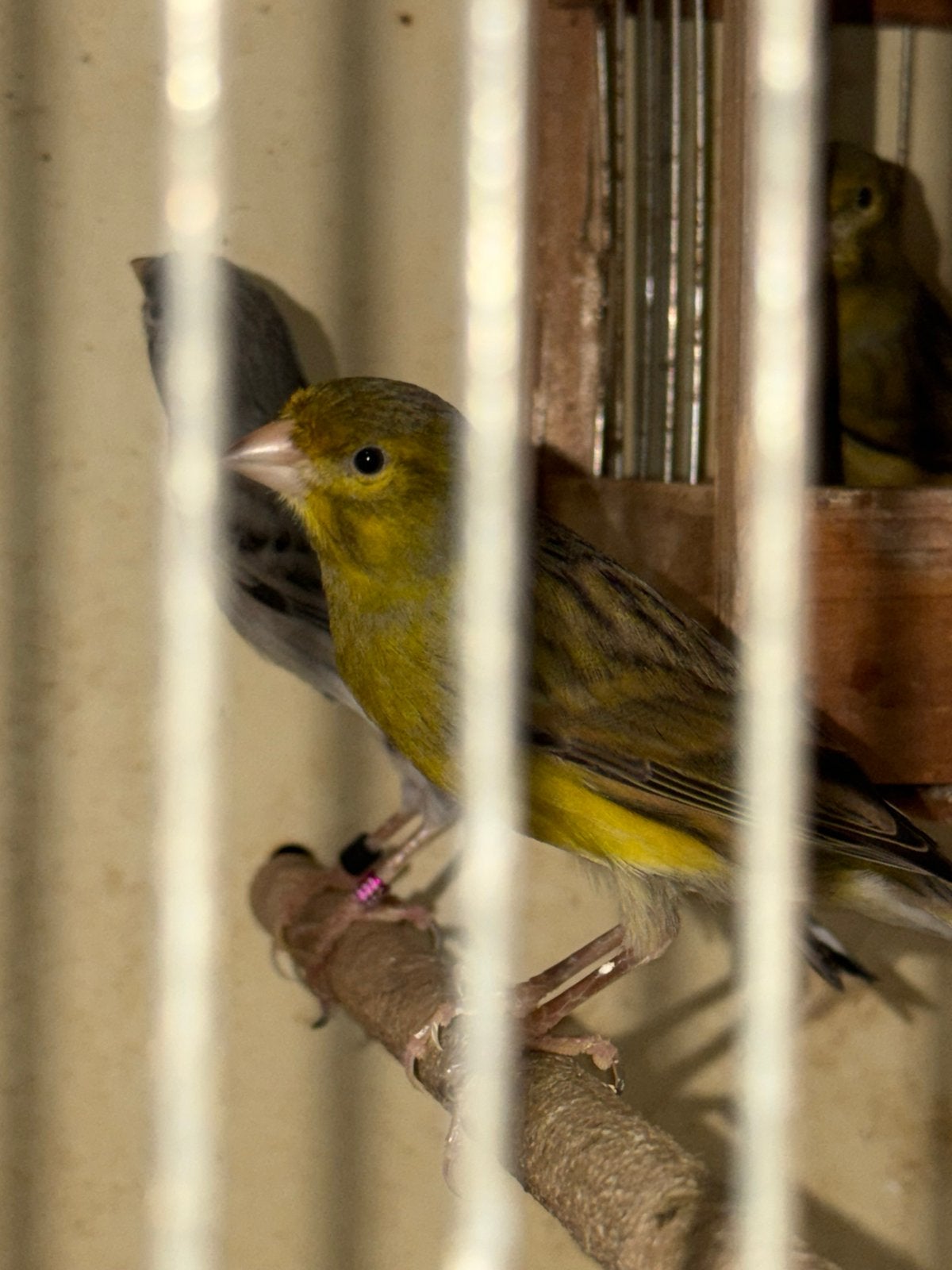 Timbrado, Dieren en Toebehoren, Vogels | Kanaries, Meerdere dieren, Kleurkanarie