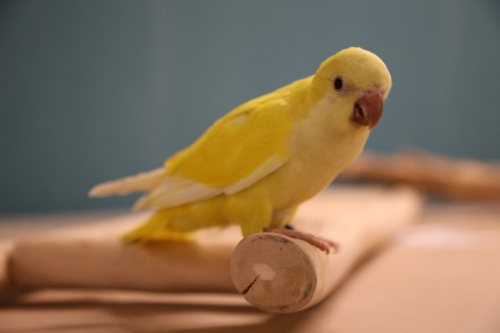 Jonge Baby Muisparkieten | Handtam | Div. Kleuren, Dieren en Toebehoren, Vogels | Parkieten en Papegaaien, Meerdere dieren, Parkiet