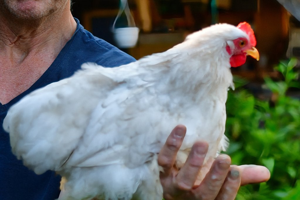 cochin kriel bobtail haantjes, Dieren en Toebehoren, Mannelijk, Kip