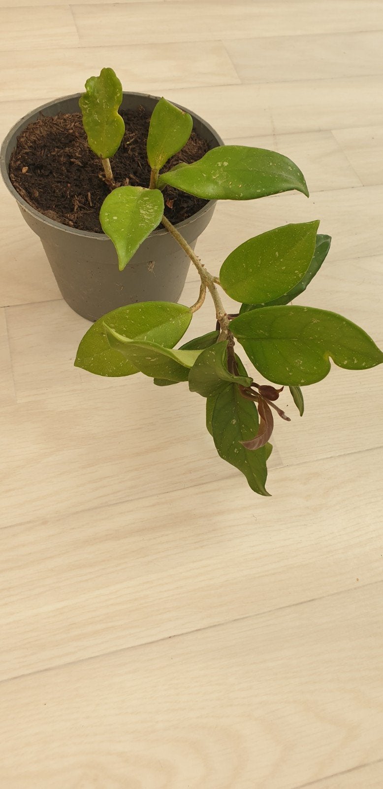 Mooie Wasbloem (Hoya) - Bloeiende Kamerplant, Huis en Inrichting, Ophalen, Vetplant, Halfschaduw, Minder dan 100 cm