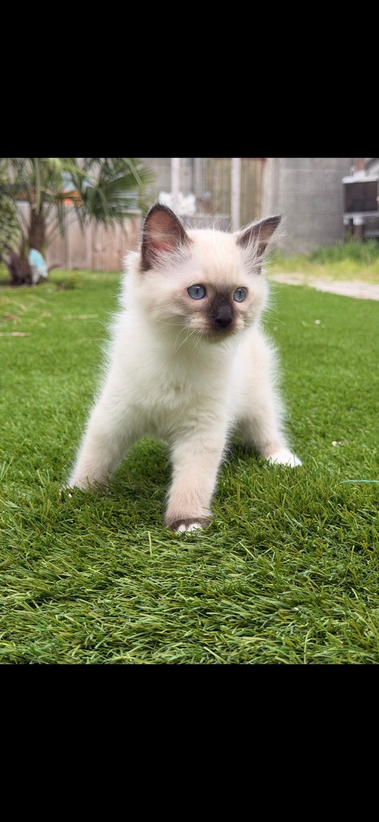 Ragdoll kittens, Kater, Gechipt, 0 tot 2 jaar