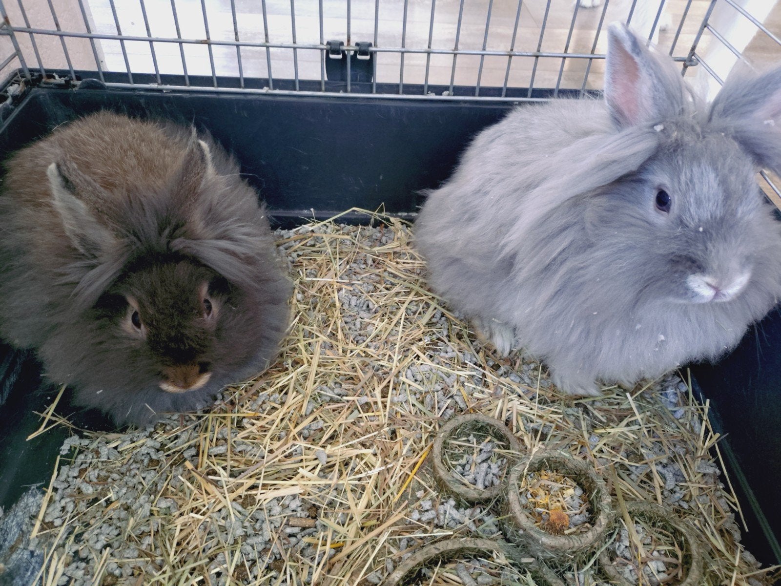 2 lieve vos konijntjes, Dieren en Toebehoren, Meerdere dieren, Dwerg