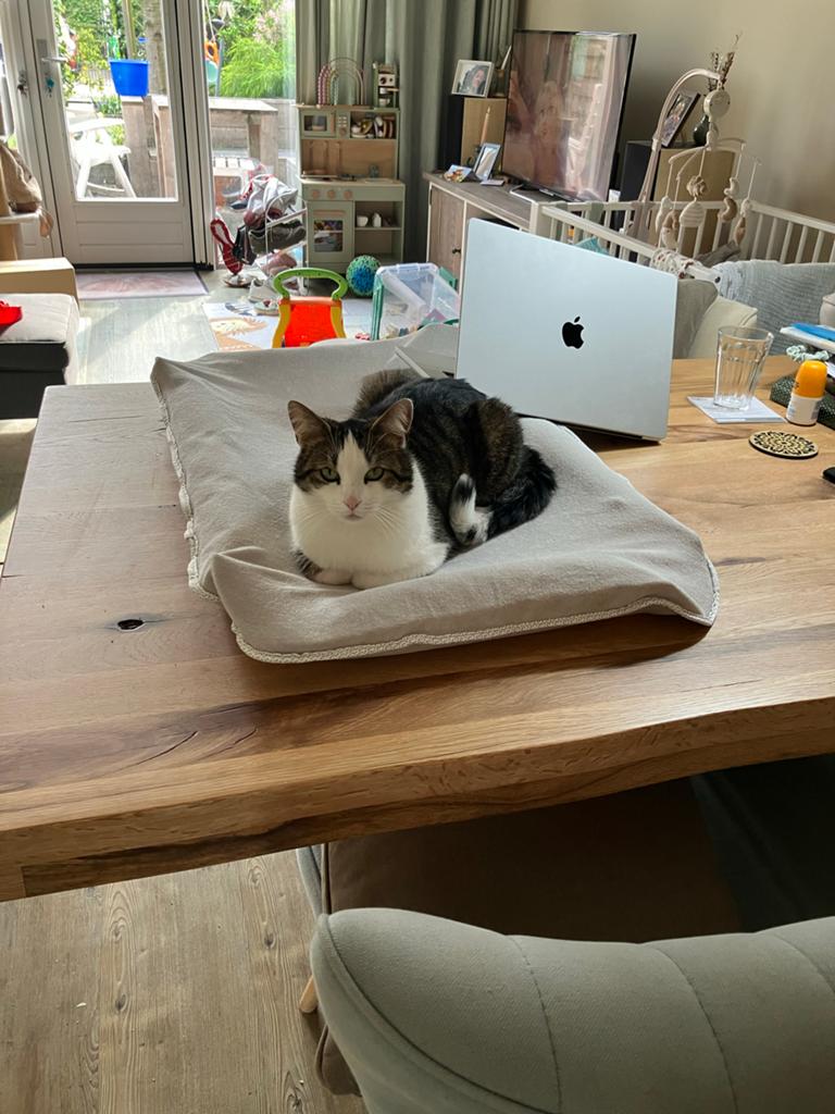 Poes vermist, omgeving Wageningen, Dieren en Toebehoren, Katten en Kittens | Overige Katten, Poes, Kortharig, 3 tot 5 jaar