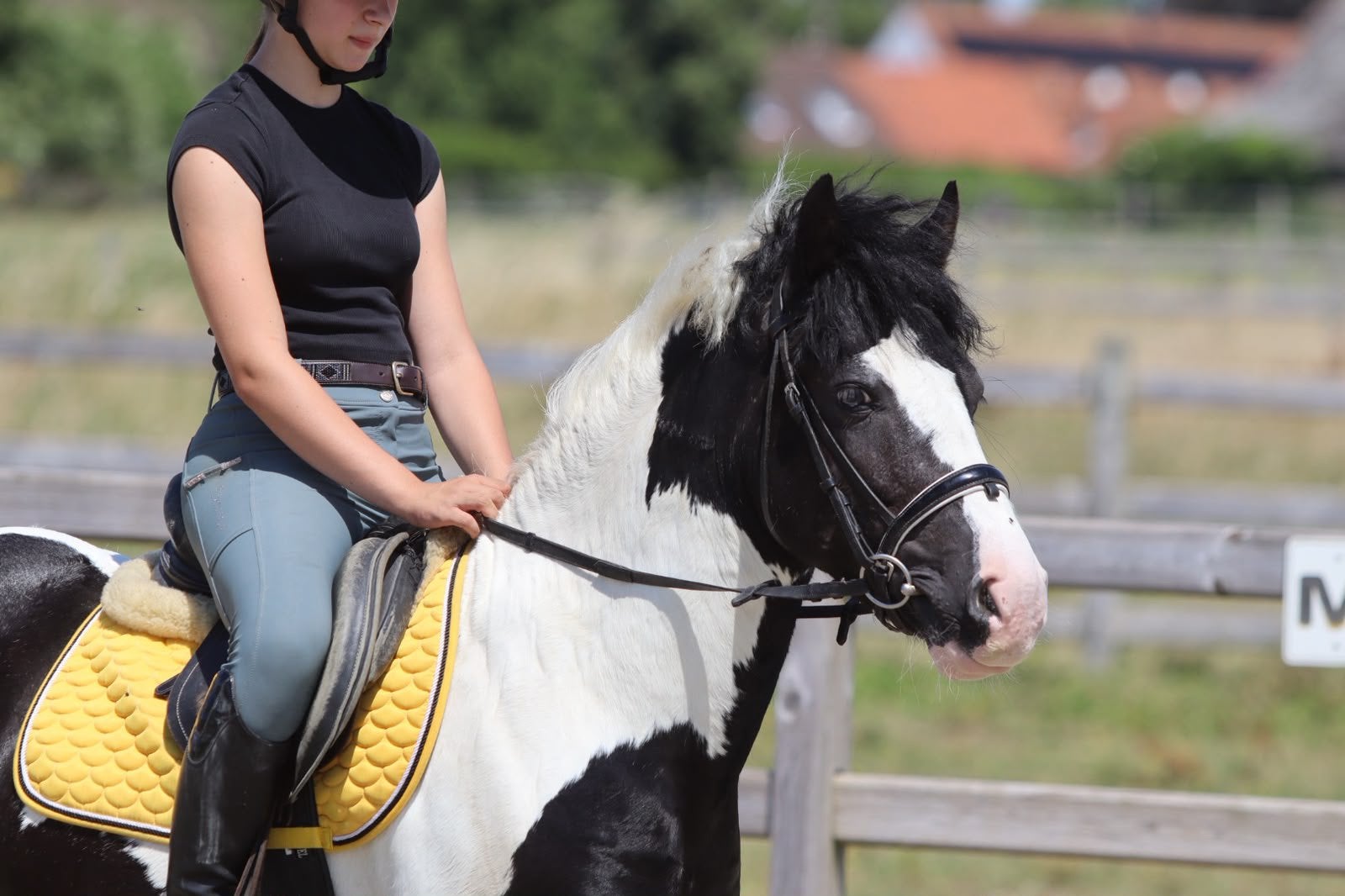Knappe en super braaf gereden ruin, Minder dan 160 cm, Ruin, Zadelmak, 3 tot 6 jaar