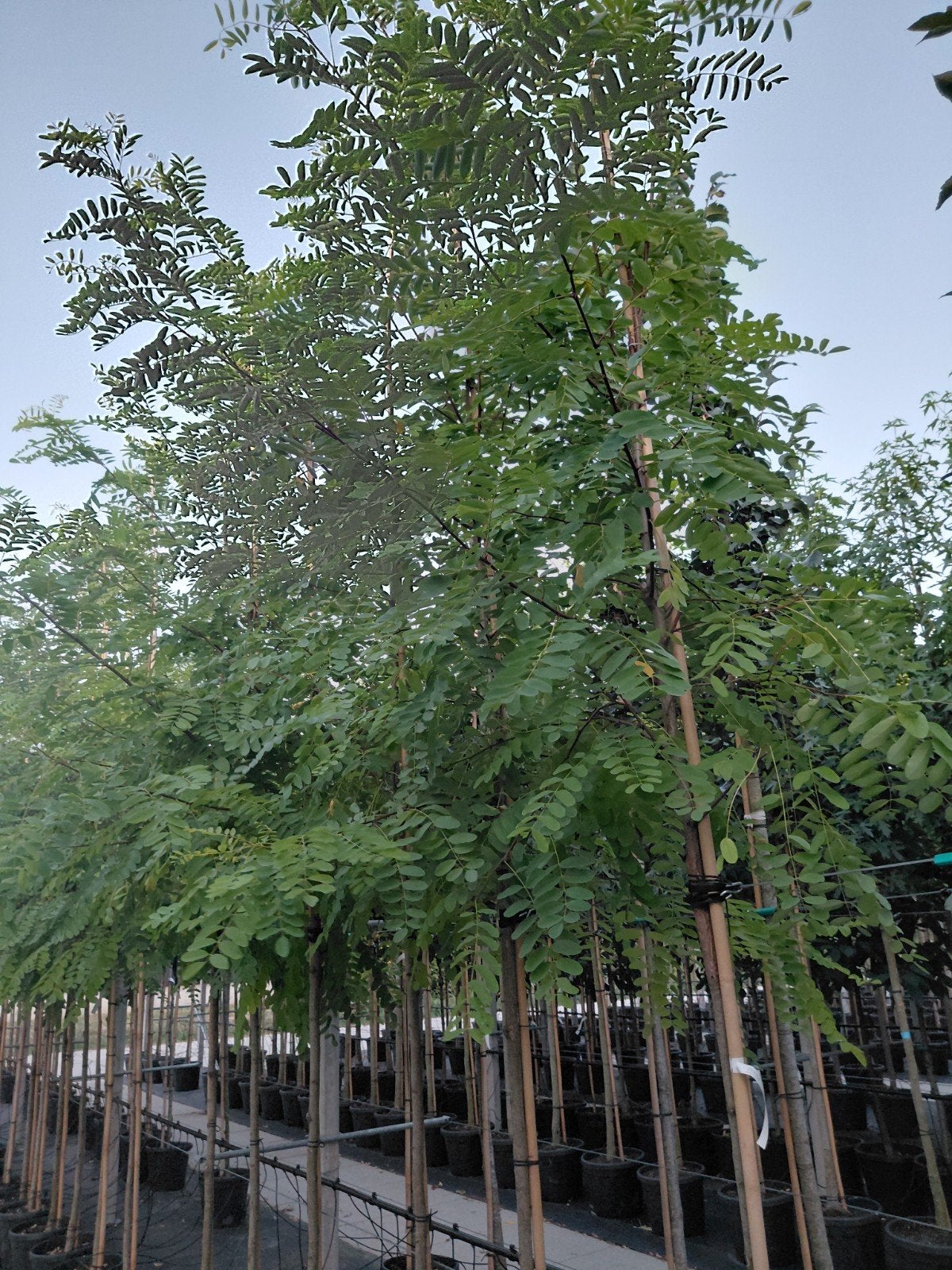 robinia ps. 'Frisia', Overige soorten, Lente, 250 tot 400 cm, Ophalen