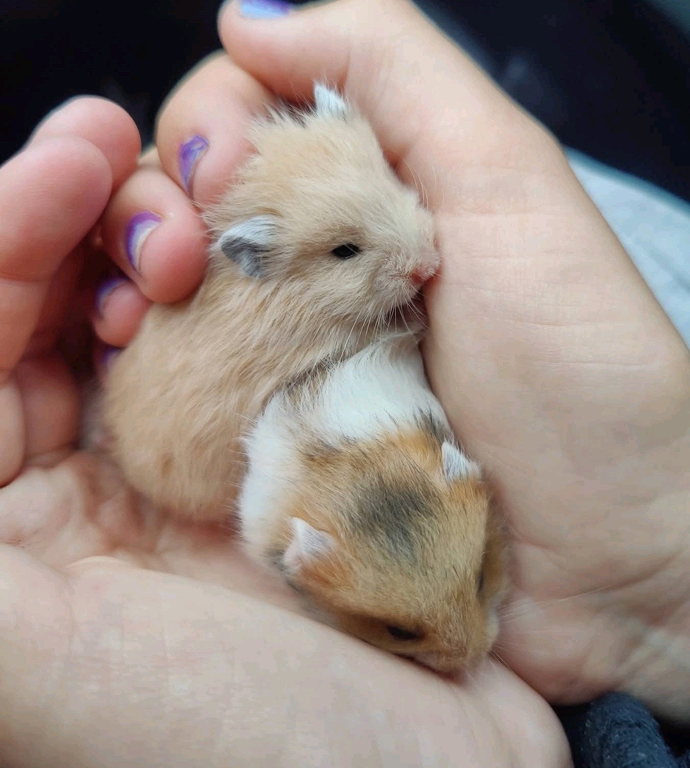 Syrische hamster jonkies, Hamster, Mei, Meerdere dieren, Tam