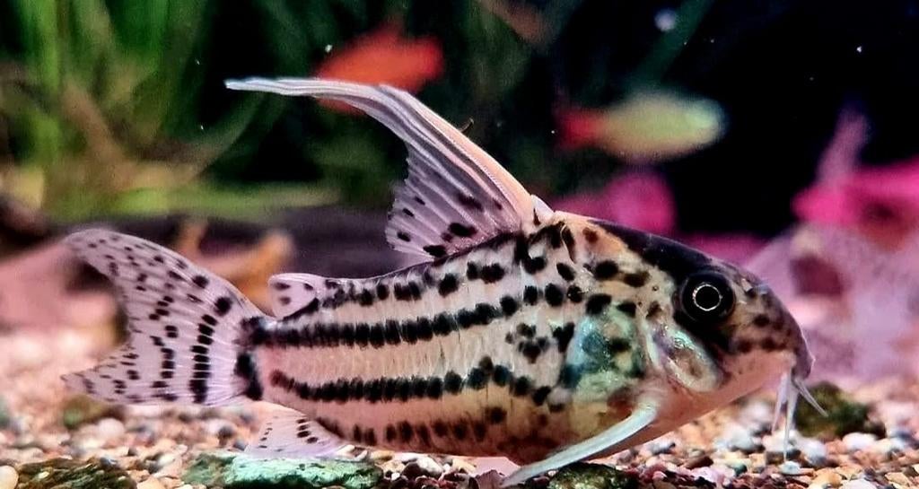 Groep Corydora schwartzi's highfin wildvang, Dieren en Toebehoren, Vissen | Aquariumvissen, Vis, Zoetwatervis, Schoolvis