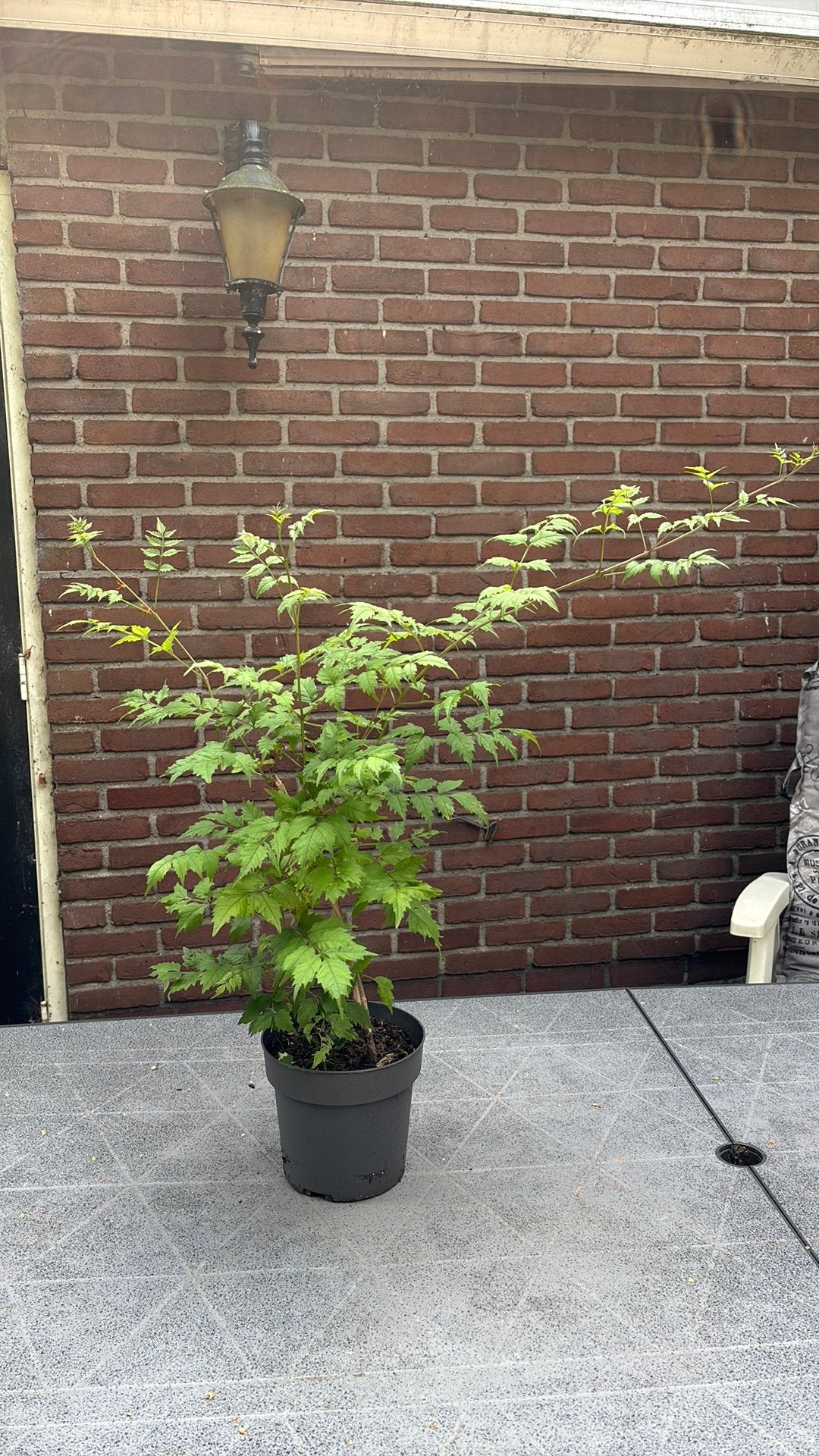 Trompetbloem - oranje/gele bloemen, Tuin en Terras, Ophalen, Overige soorten, Minder dan 100 cm