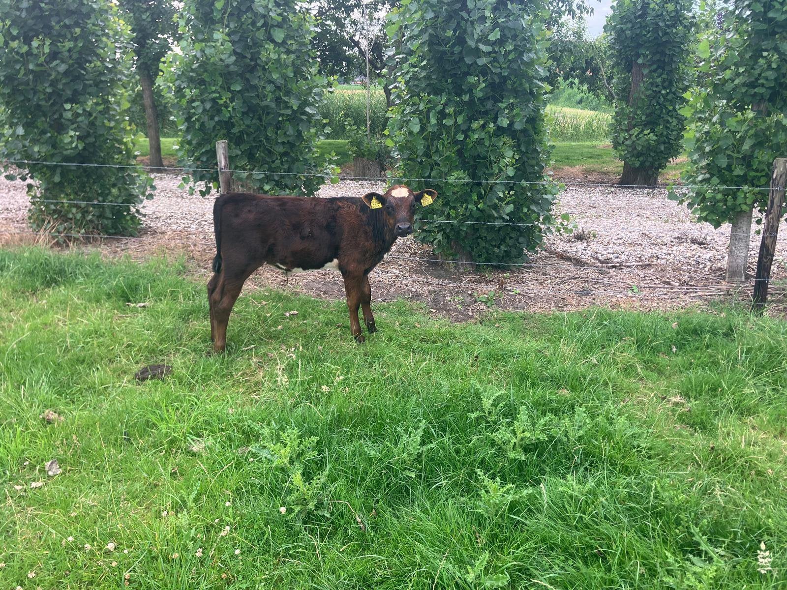 Stier kalf Black angus holsteinser, Dieren en Toebehoren, Mannelijk