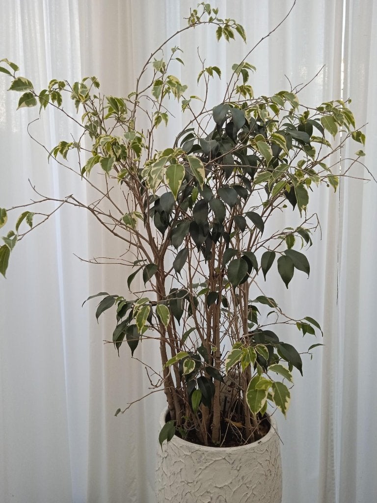 Grote bloempot met plant, Gebruikt, Rond, Binnen, Minder dan 40 cm