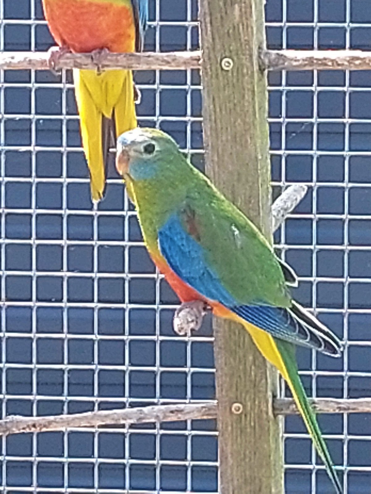 Turquoisine parkiet man 2026, Dieren en Toebehoren, Mannelijk, Parkiet