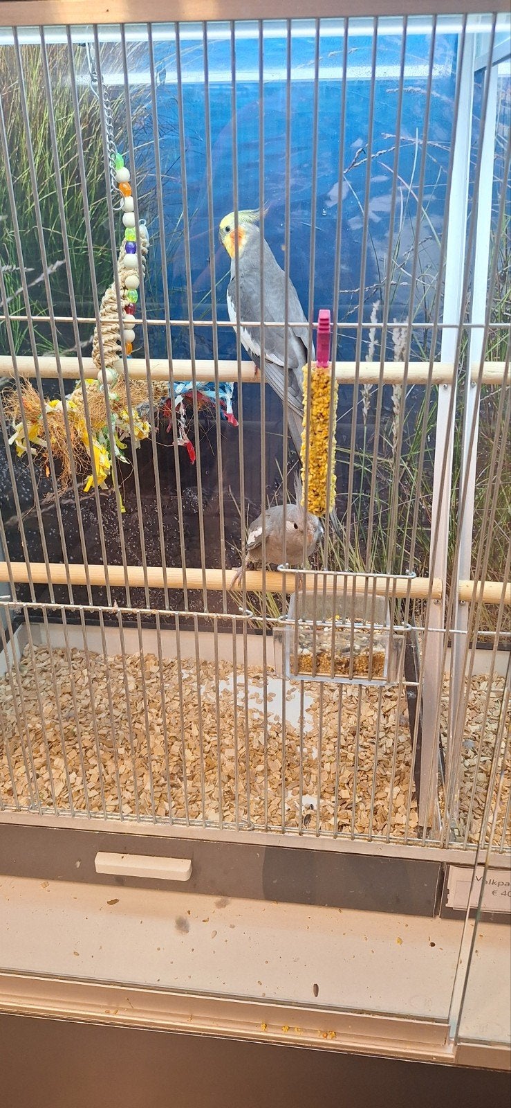 Mooie jonge valkparkieten, Dieren en Toebehoren, Meerdere dieren, Parkiet