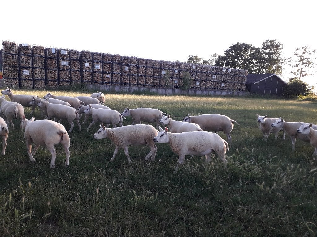 Texelaar stamboek schapen, Dieren en Toebehoren, Schapen, Geiten en Varkens, Vrouwelijk, Schaap, 0 tot 2 jaar