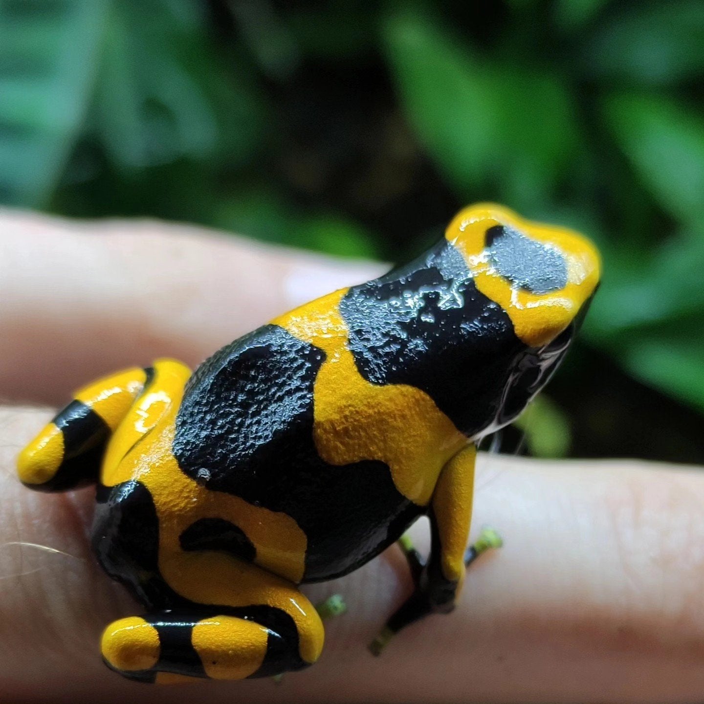 Dendrobates leucomelas 'Guyana banded' Frog - unknown for sale from Wouter