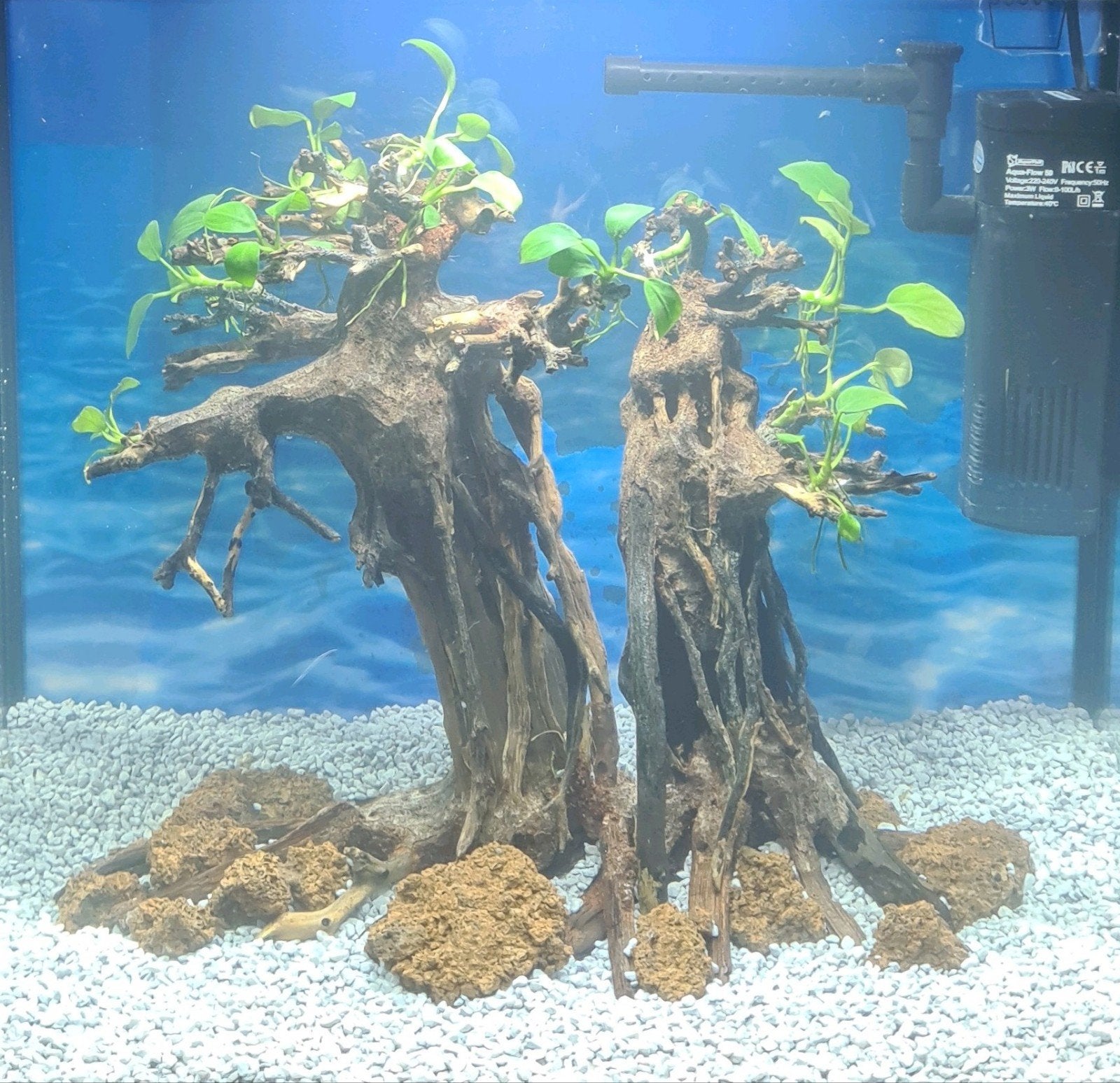 aquarium bonsai met Anubias, Ophalen, Plant(en), Steen of Hout