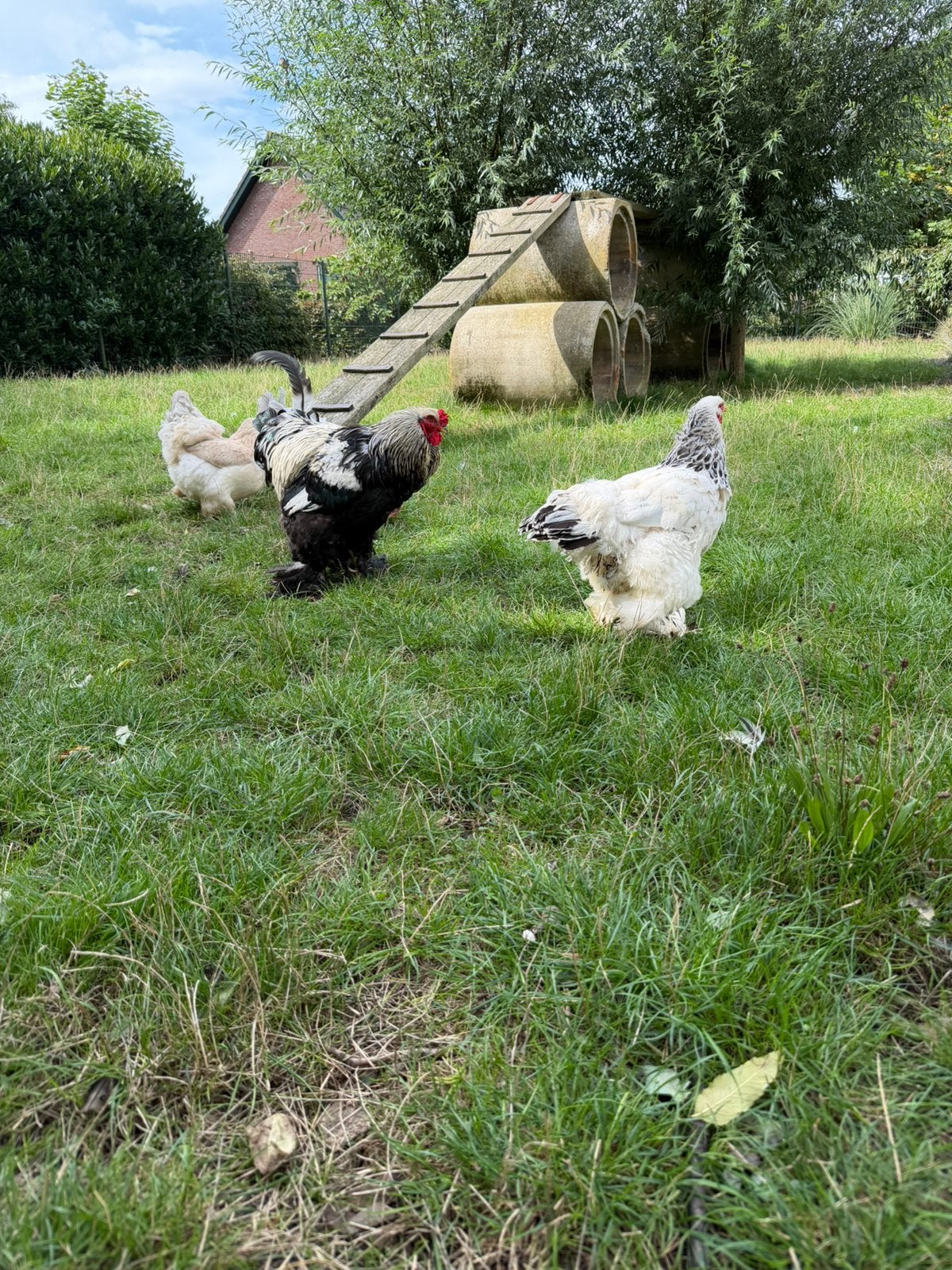 4 brahma’s, automatisch luikje, voersilo en wateremmer, Meerdere dieren, Kip