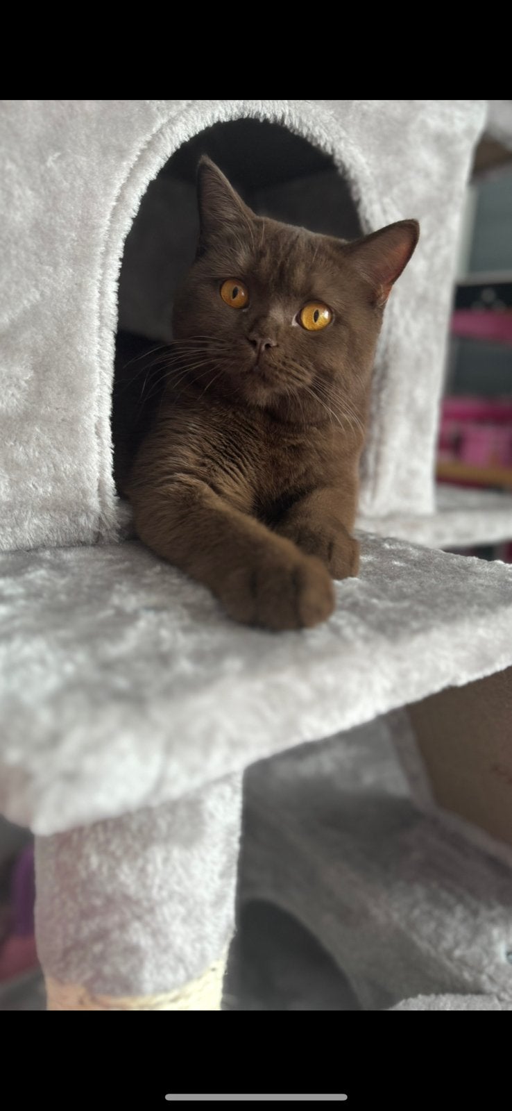 Britse katten, Dieren en Toebehoren, Katten en Kittens | Raskatten | Korthaar, Ontwormd