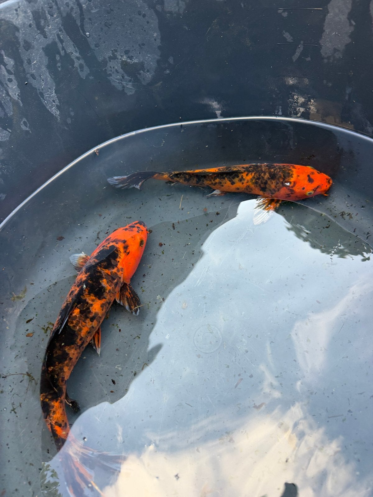 Kois Hi Utsuri, Karper of Koi
