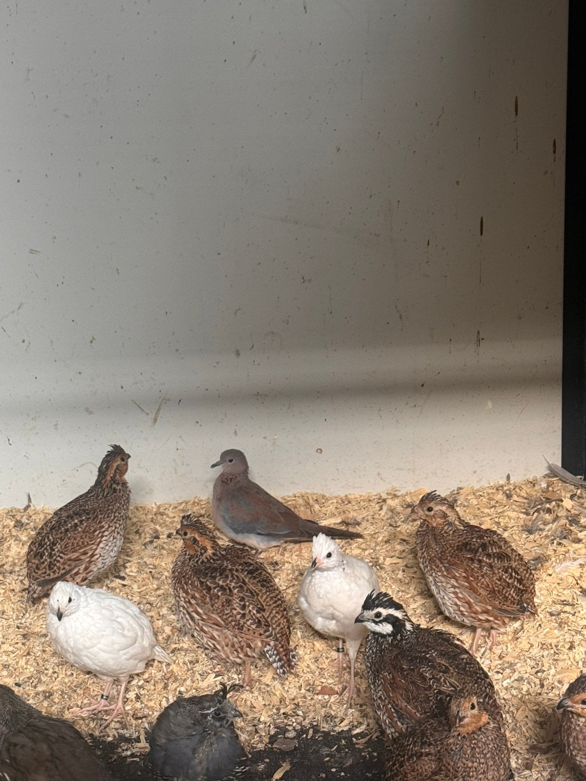 Virginische boomkwartel koppels, Meerdere dieren, Eend