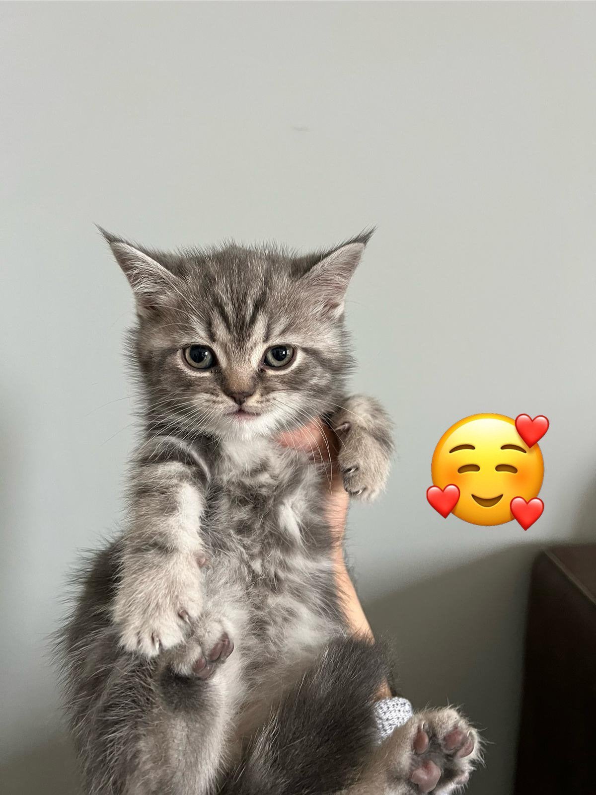 British korte haar kittens, Dieren en Toebehoren, Katten en Kittens | Raskatten | Korthaar, Meerdere dieren, Ontwormd, 0 tot 2 jaar