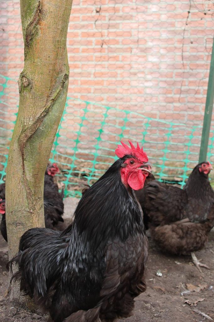 Orpington choco kriel broedeieren., Dieren en Toebehoren, Pluimvee, Kip, Geslacht onbekend
