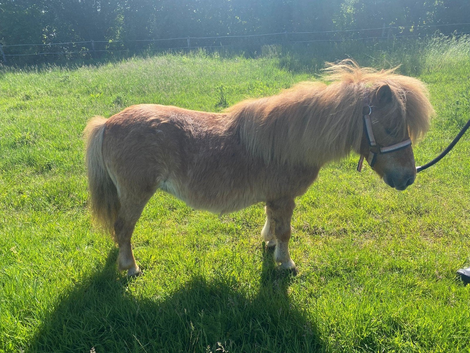 kinderpony shetlander merrie met papier., Dieren en Toebehoren, Hengst, A pony (tot 1.17m), 0 tot 2 jaar