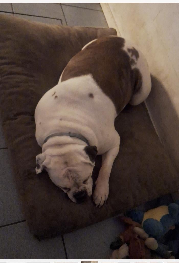 Amerikaanse bulldog, Dieren en Toebehoren, Honden | Bulldogs, Pinschers en Molossers, Parvo, Teef, Bulldog, Eén hond
