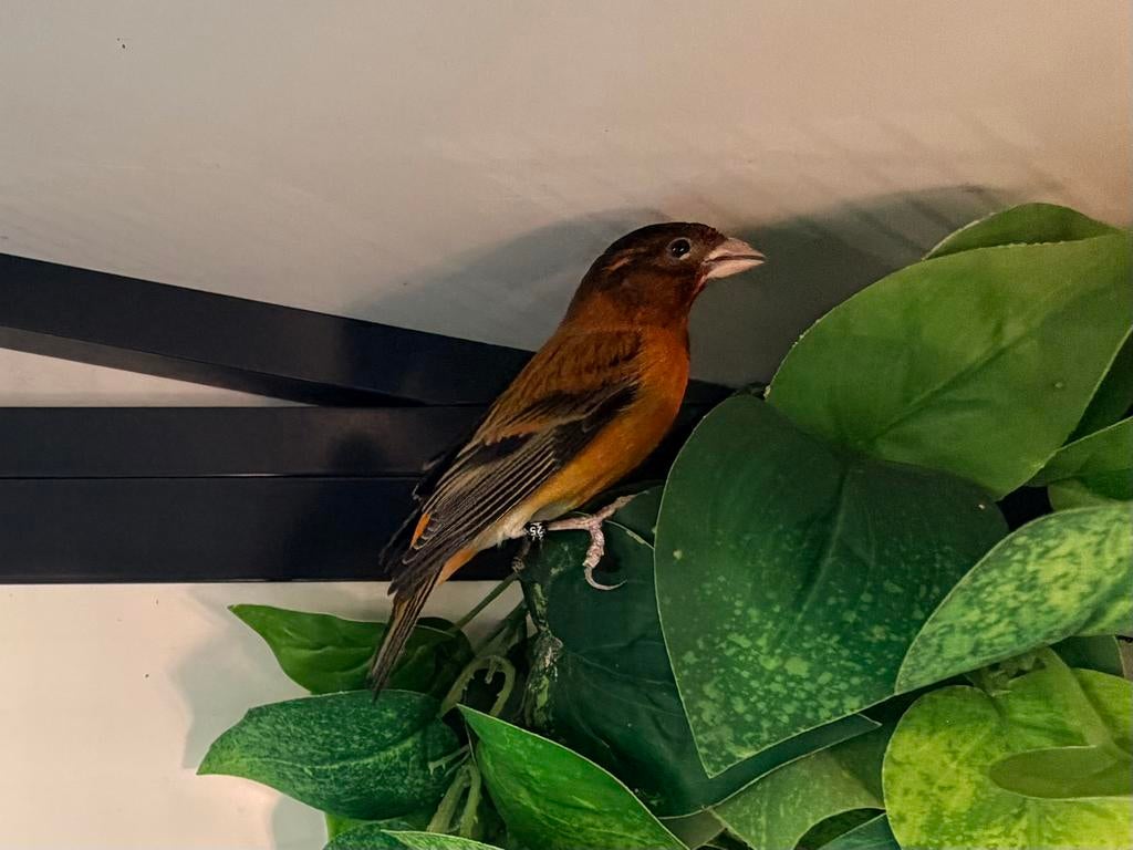Bastaard F1 kapoetsensijs x kanarie, Dieren en Toebehoren, Vogels | Overige Vogels, Mannelijk, Wildzangvogel, Geringd
