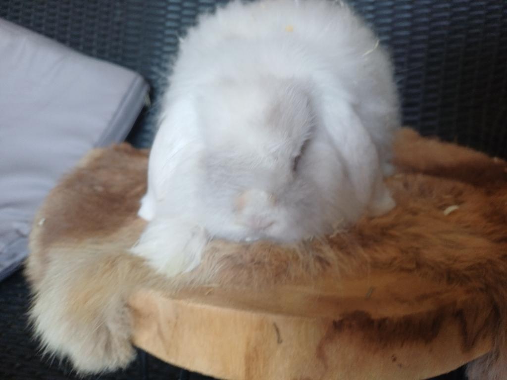 Voedster met blauwe ogen, Dieren en Toebehoren, Konijnen, Vrouwelijk, Dwerg, Hangoor, 0 tot 2 jaar