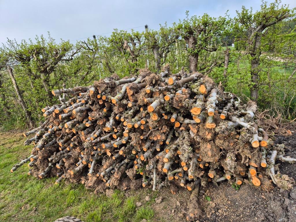 Appel openhaard hout, Tuin en Terras, Haardhout, 6 m³ of meer, Ophalen of Verzenden, Overige houtsoorten, Stammen