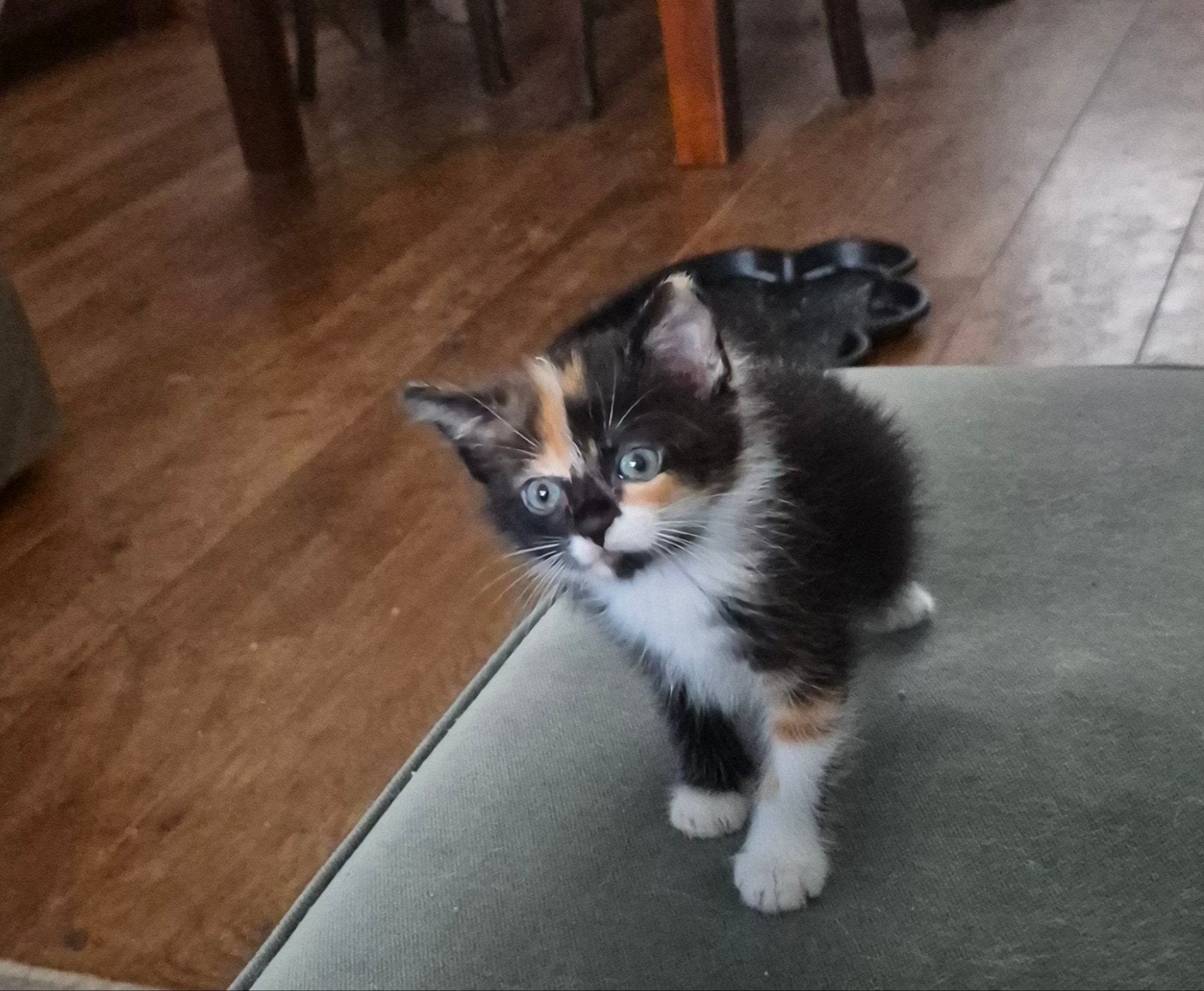 Kittens xl Maine coon europese korthaar, Dieren en Toebehoren, Katten en Kittens | Raskatten | Langhaar, Meerdere dieren, Gechipt