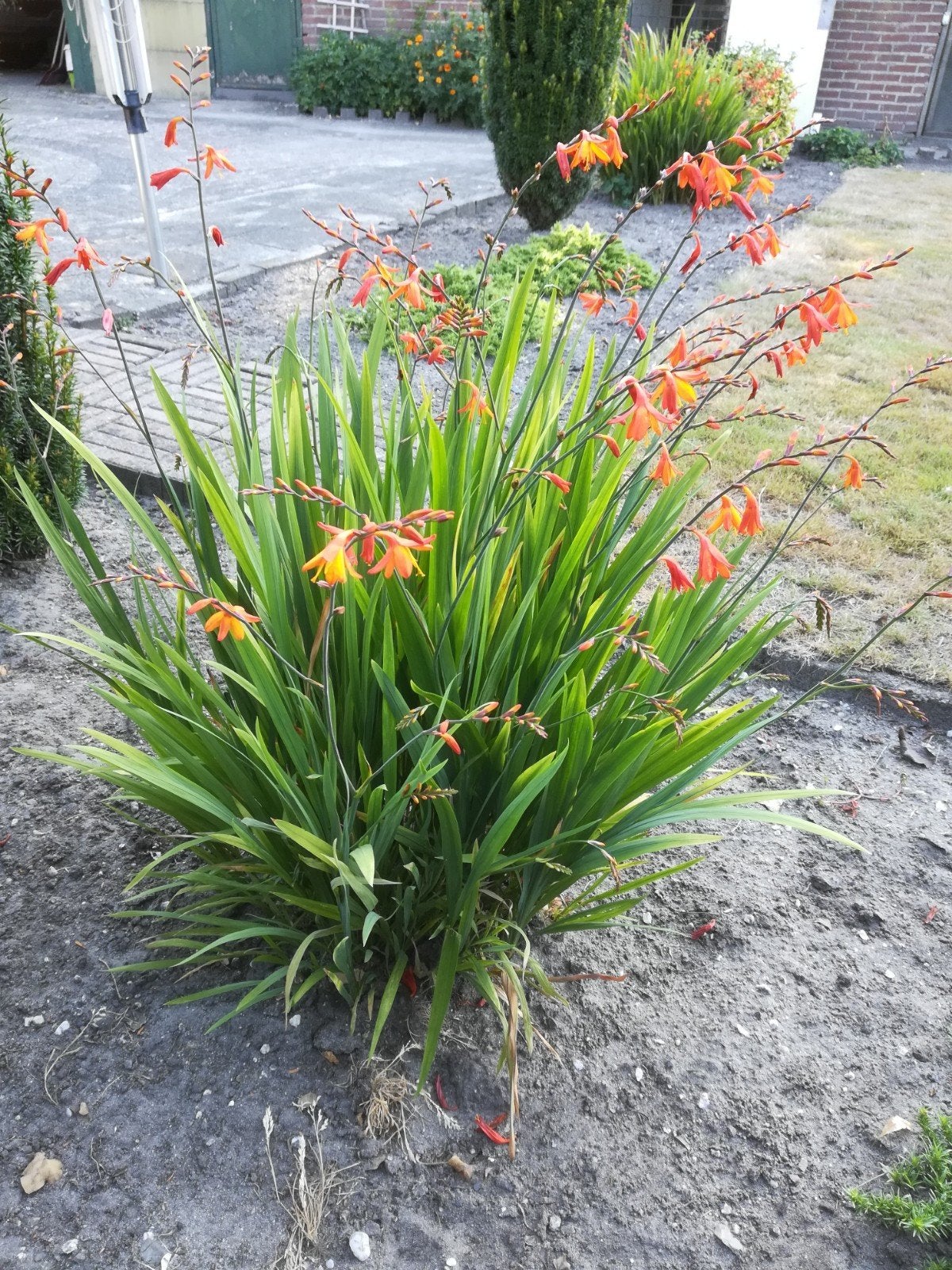 Crocosmia 'Lucifer' - Vurige Oranje Bloemen, Tuin en Terras, Volle zon, Vaste plant, Zomer, Ophalen
