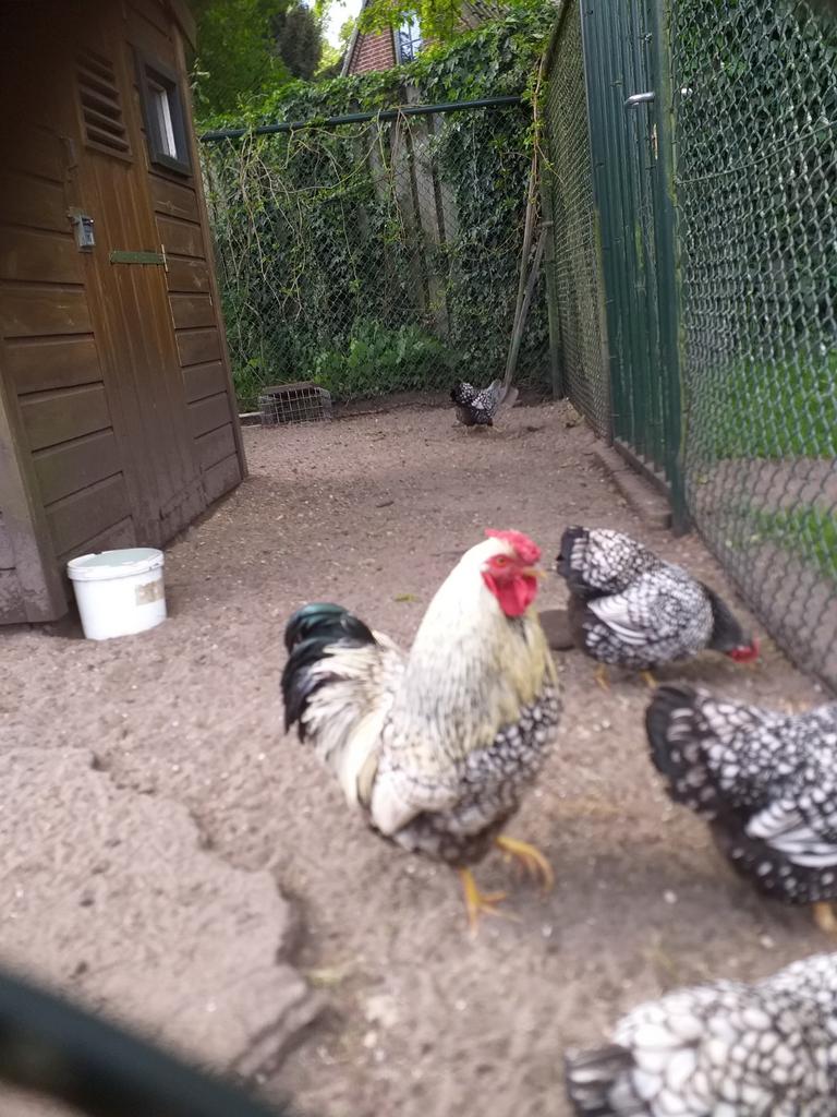 Broedeieren wyandotte kriel zilver zwart gezoomd, Dieren en Toebehoren, Pluimvee, Geslacht onbekend, Kip