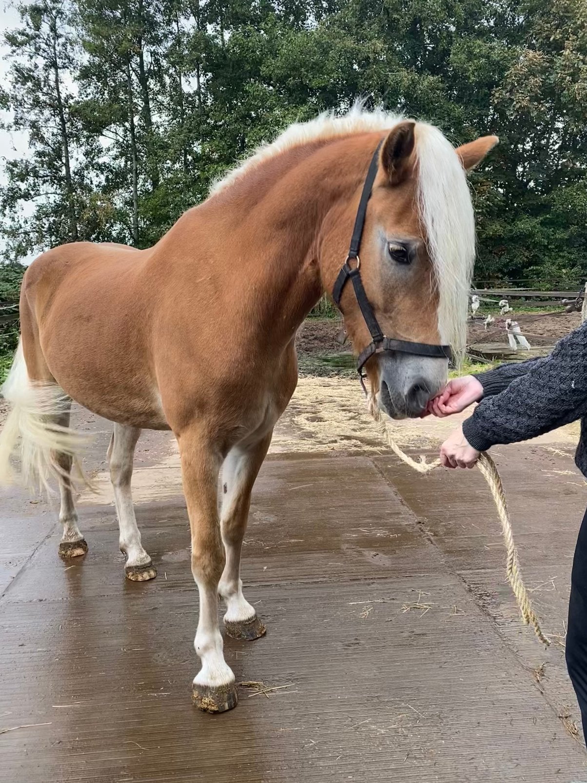 Grote vriendelijke Haflinger ruin, Dieren en Toebehoren, Ruin, Onbeleerd, Recreatiepaard, 3 tot 6 jaar