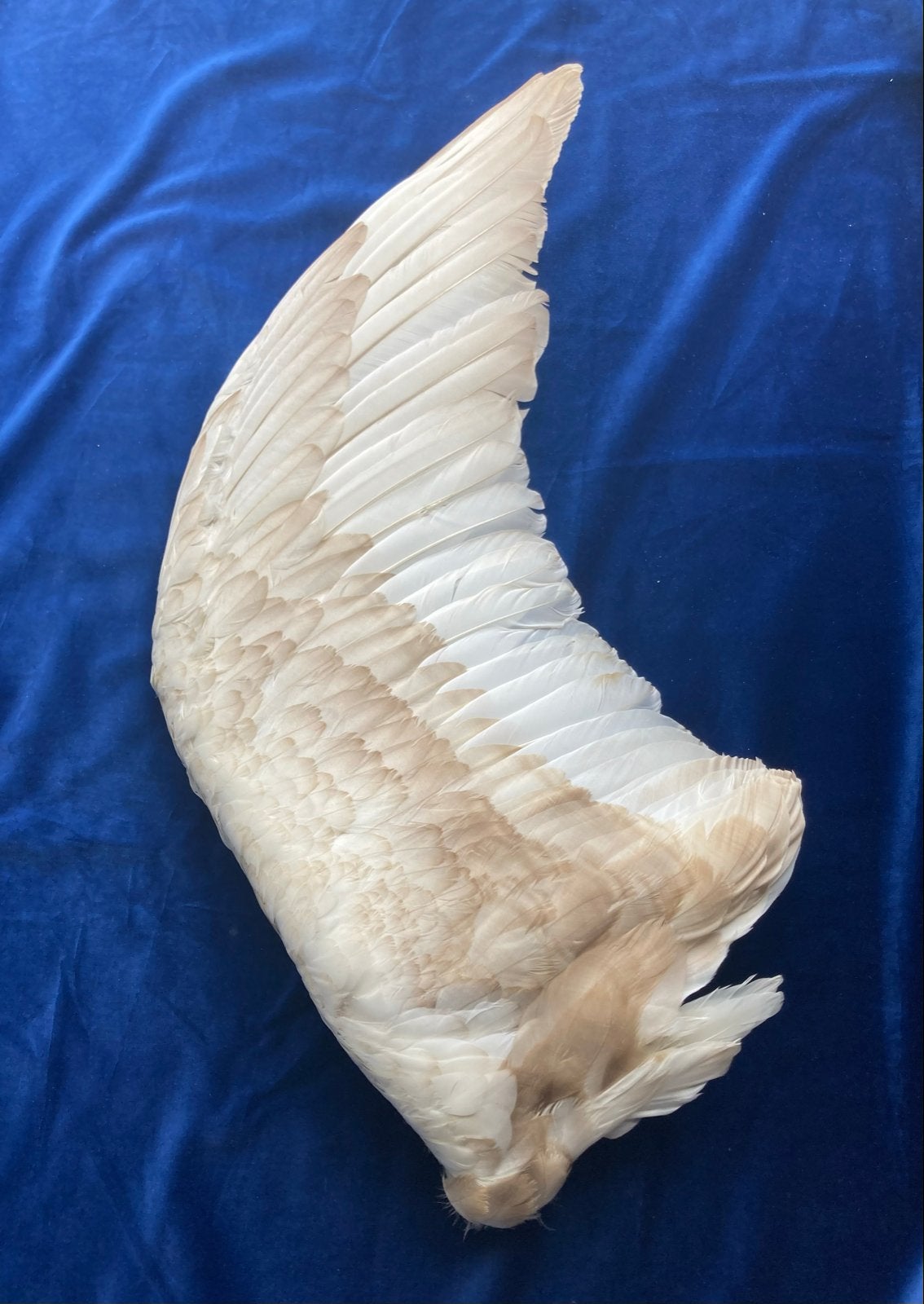 Taxidermie - Zwanenvleugel, Ophalen of Verzenden
