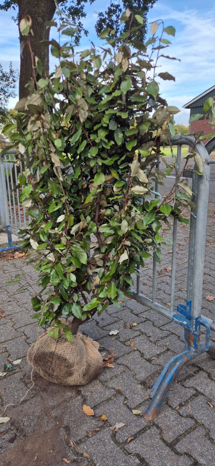Olijfwilg (Elaeagnus ebbingei) 80 cm en mt 125-150  Wintergr, Overige soorten, Volle zon, Vaste plant, Ophalen of Verzenden