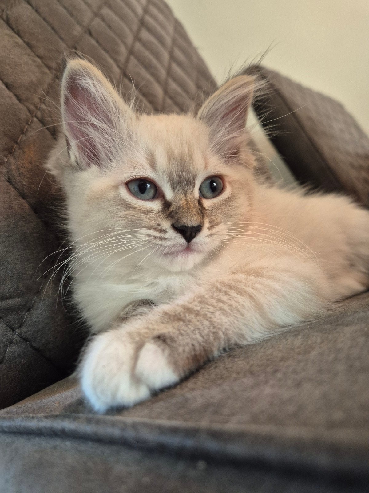 Prachtig lief seal Lynx mitted Poesje 10 weken oud, Poes, Langharig, 0 tot 2 jaar