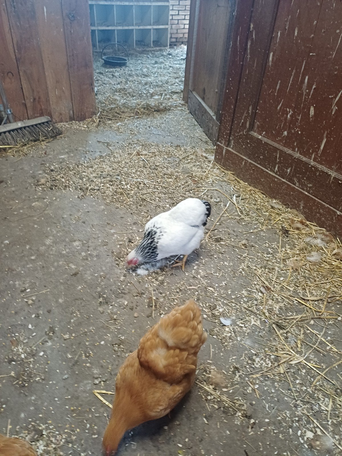 wyandotte kriel hen, Vrouwelijk, Kip