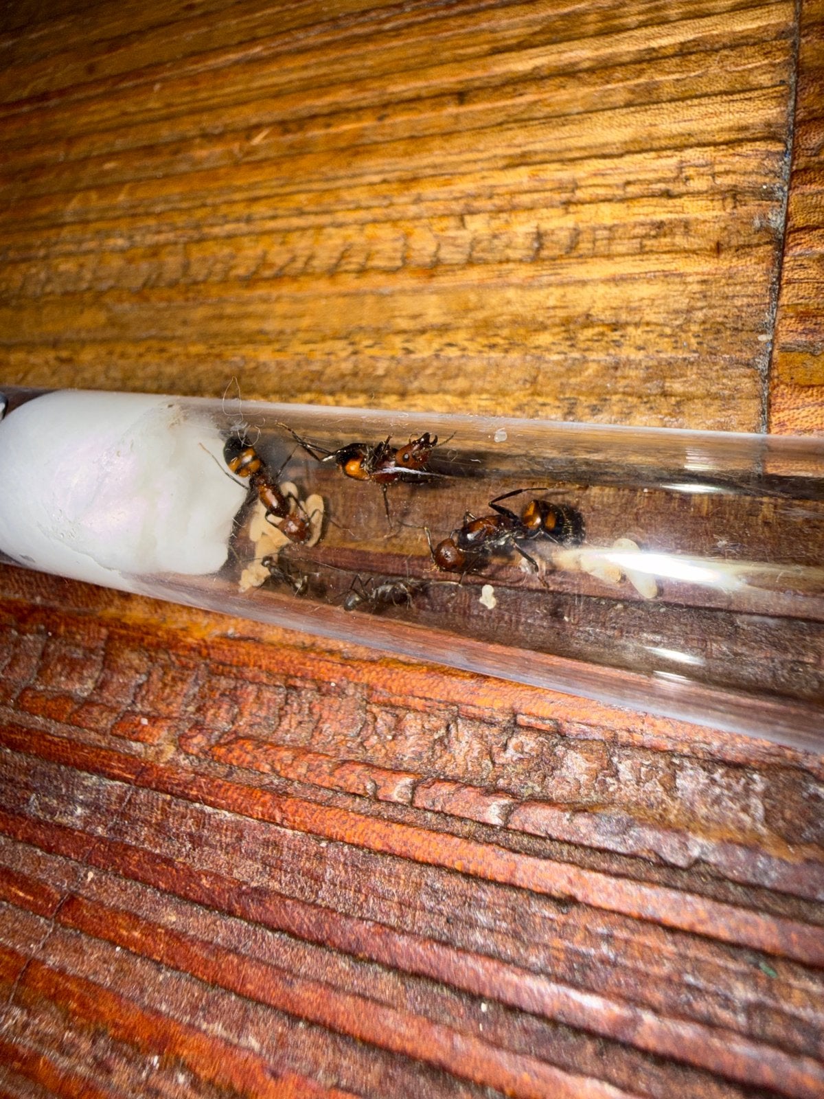 Camponotus nicobarensis 3q mieren kolonie tekoop, Dieren en Toebehoren, Mieren