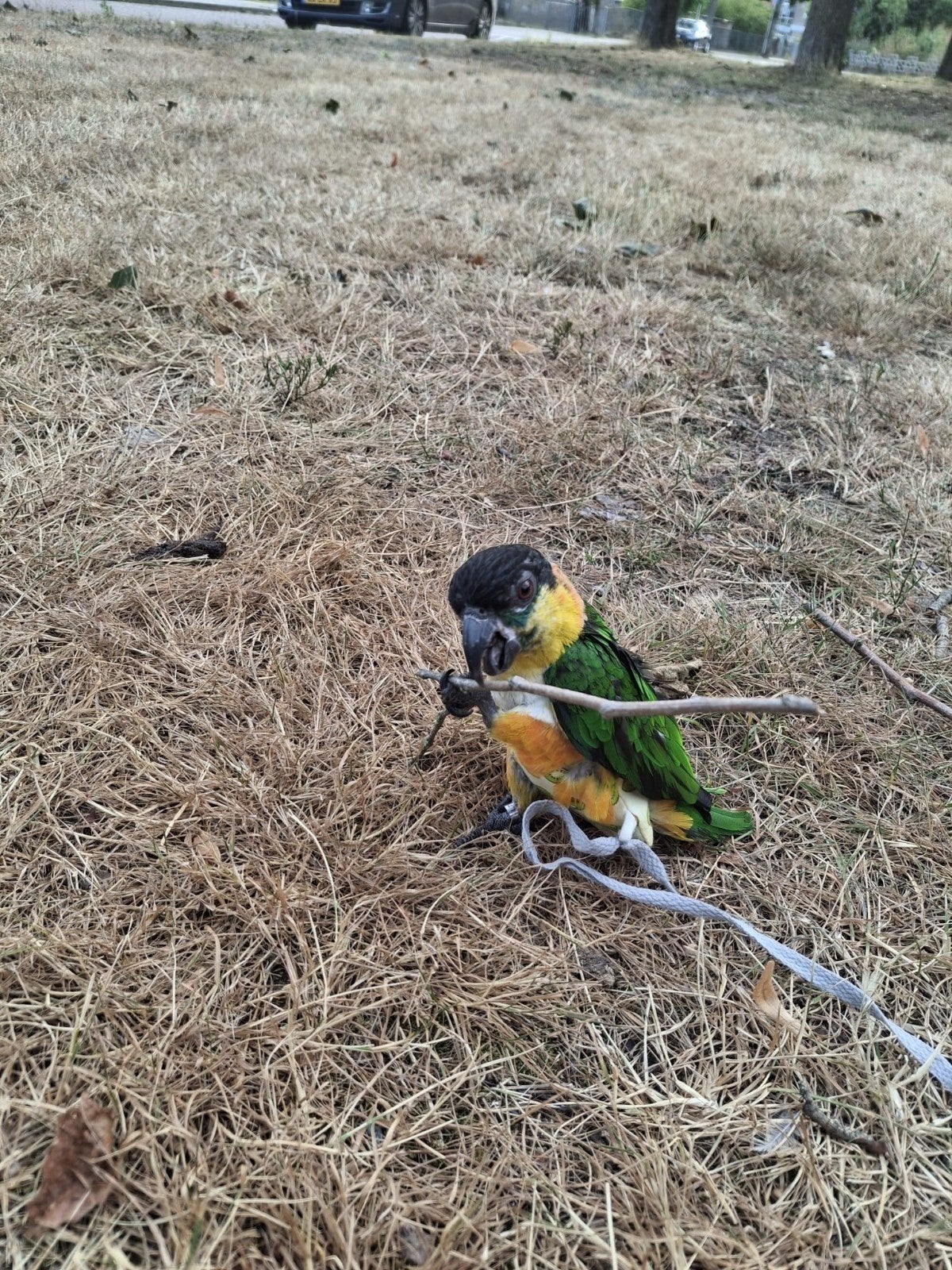 zwartkop caique man met DNA certificaat, Mannelijk, Papegaai