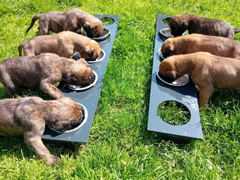 Boxer pups, Overige rassen, 8 tot 15 weken, Parvo, Meerdere