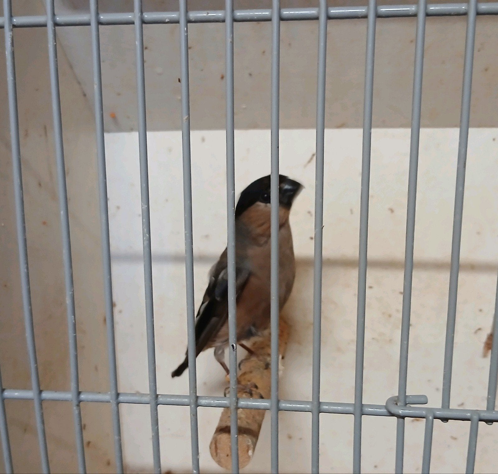 Europese goudvink pop, Vrouwelijk, Wildzangvogel, Geringd
